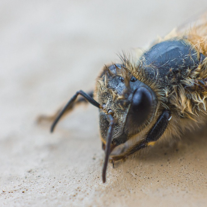 API dashboard analytics